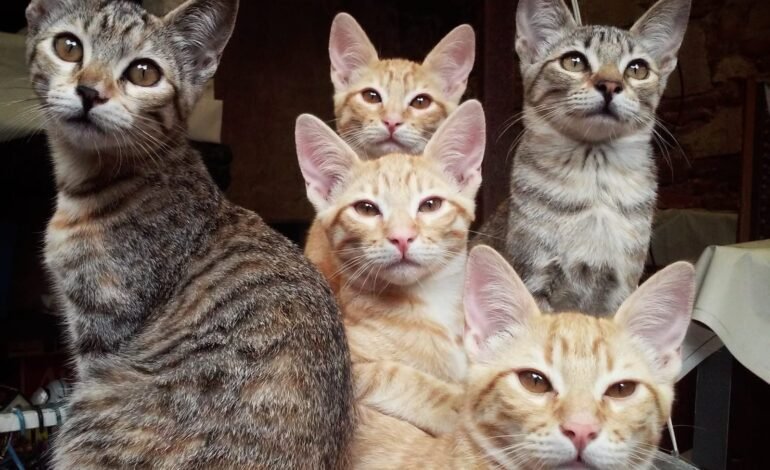 Día del Gato: tres fechas para celebrar y proteger a los felinos