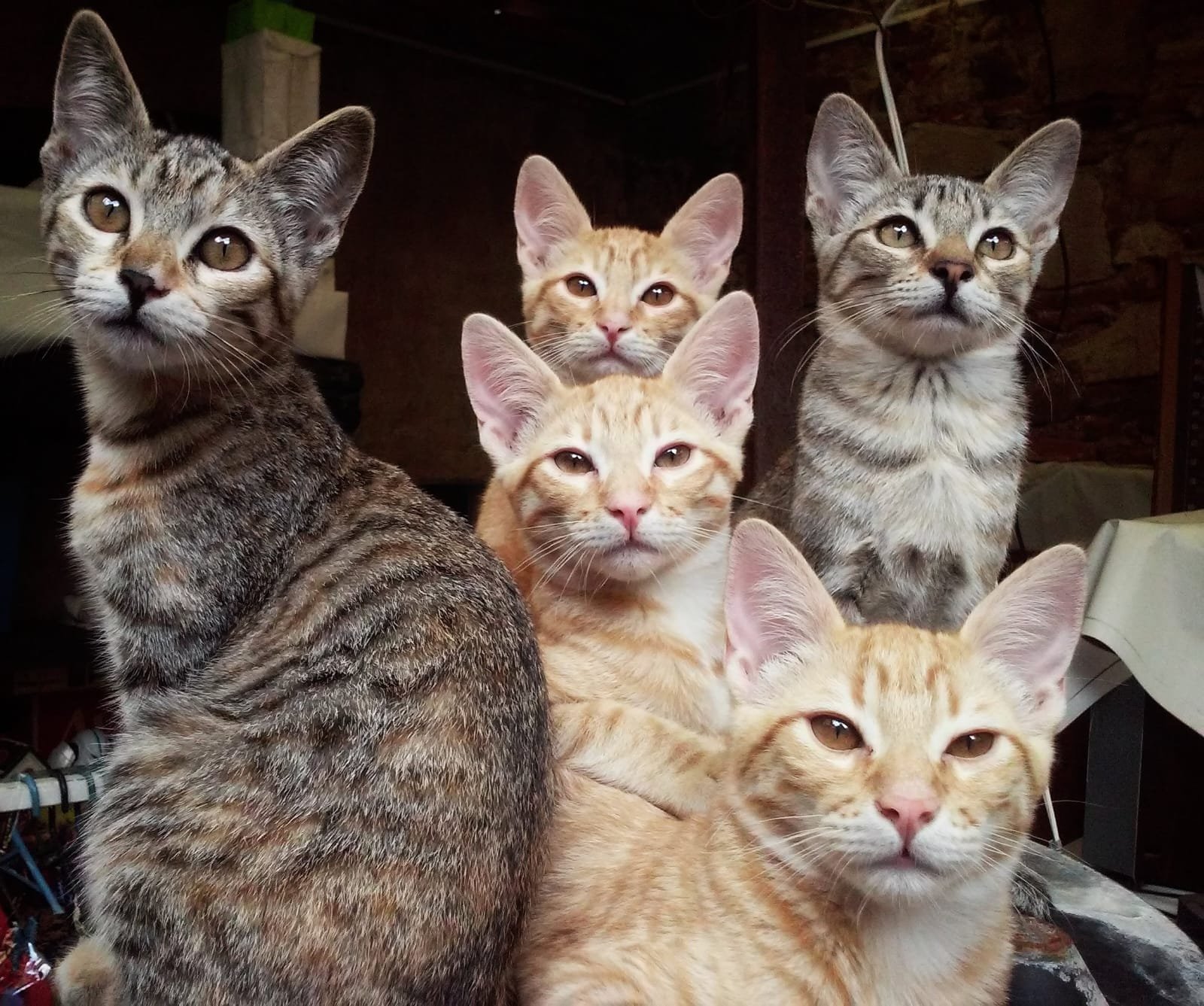 Día del Gato: tres fechas para celebrar y proteger a los felinos