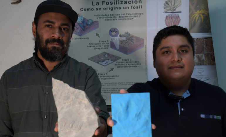 Investigadores BUAP registran huellas fosilizadas de dinosaurios localizadas en Puebla