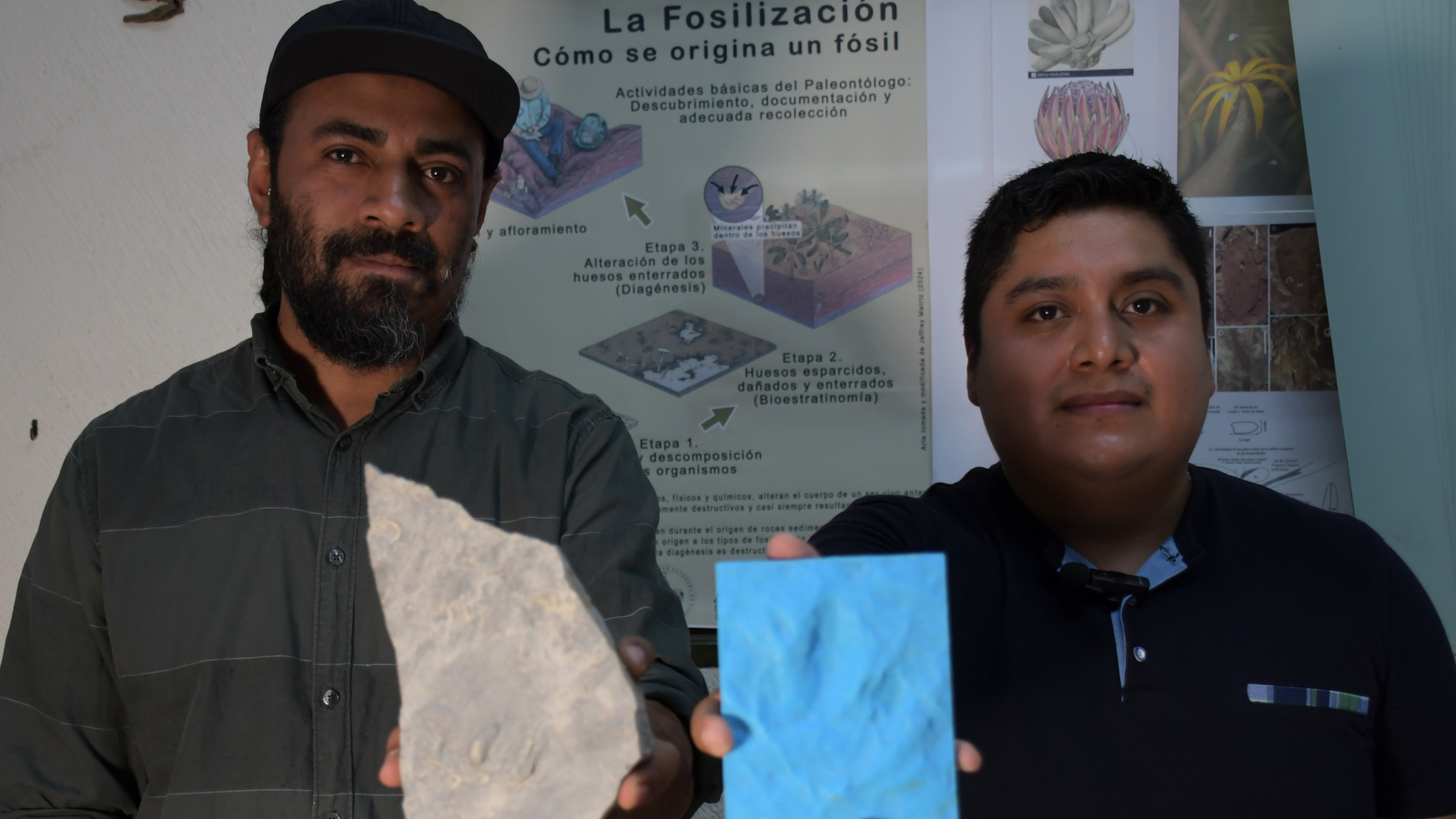 Investigadores BUAP registran huellas fosilizadas de dinosaurios localizadas en Puebla