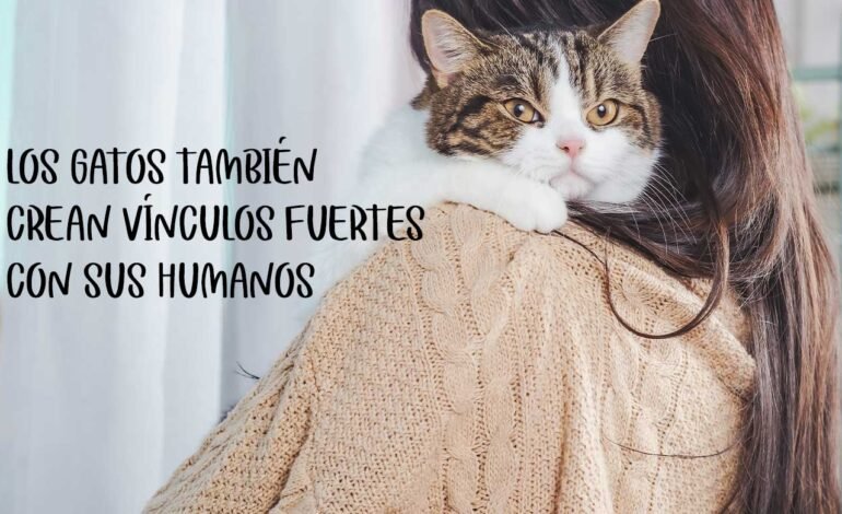 Gatos sí extrañan a sus humanos, pero lo demuestran de otra manera