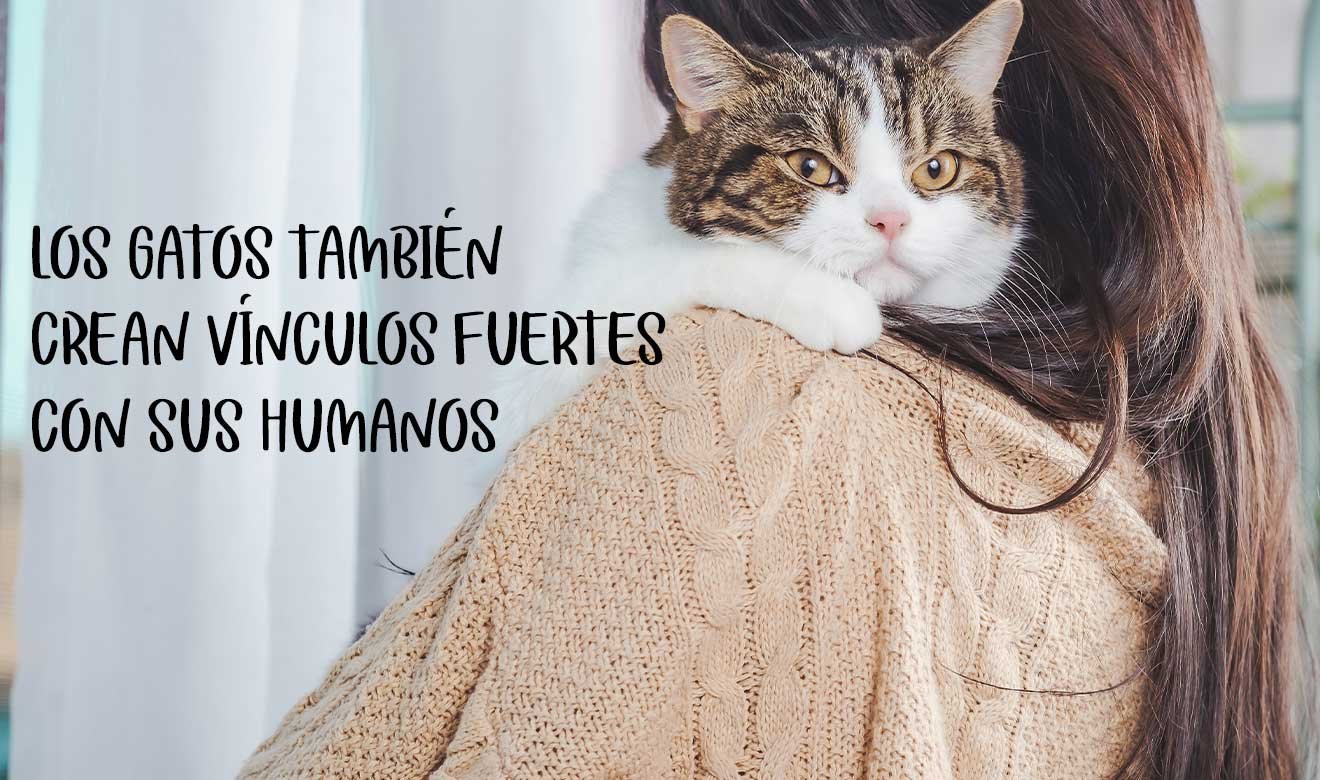 Gatos sí extrañan a sus humanos, pero lo demuestran de otra manera