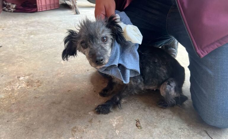 SEDIF rescata a canina víctima de maltrato en Huitzilan de Serdán