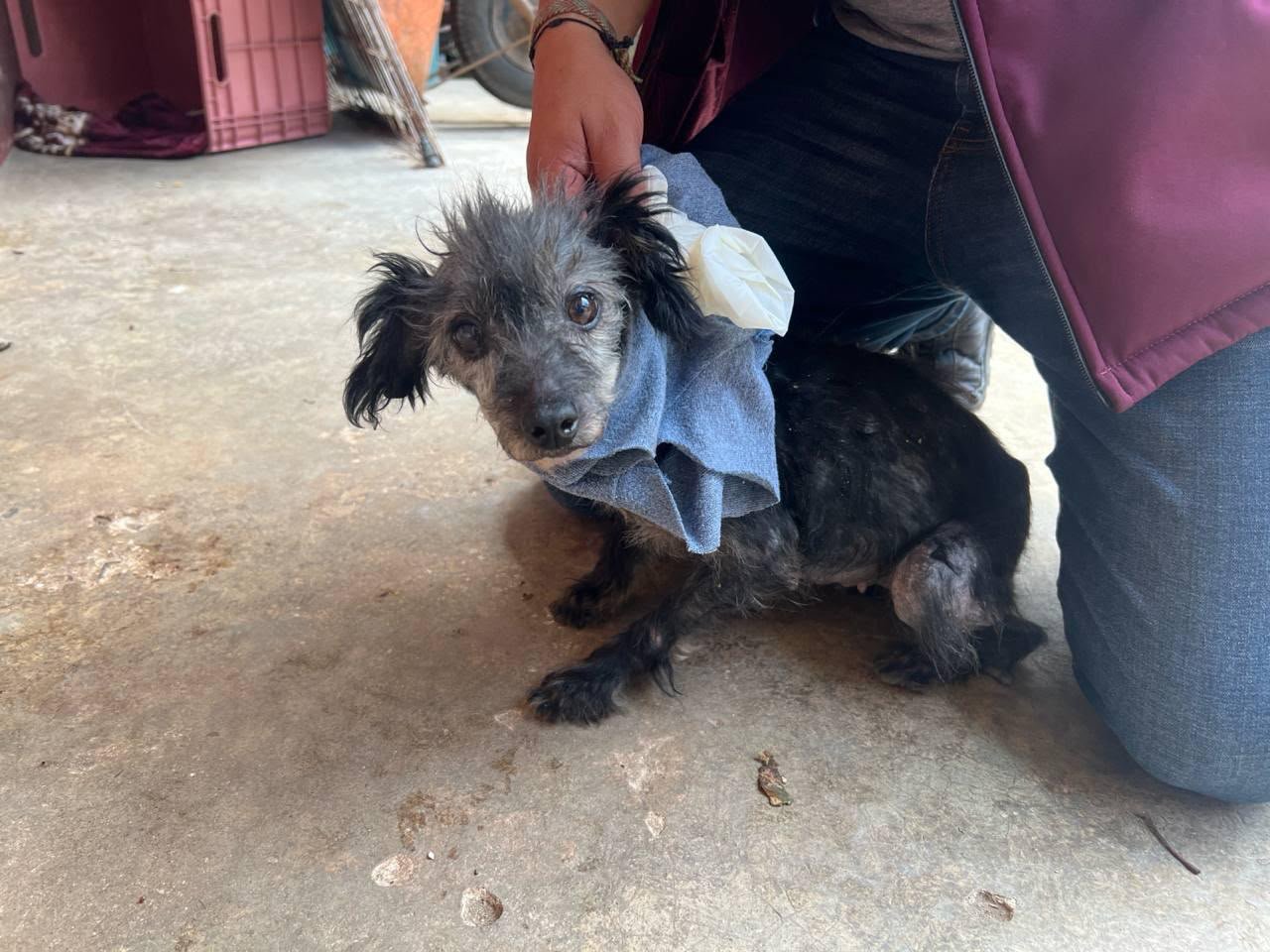 SEDIF rescata a canina víctima de maltrato en Huitzilan de Serdán
