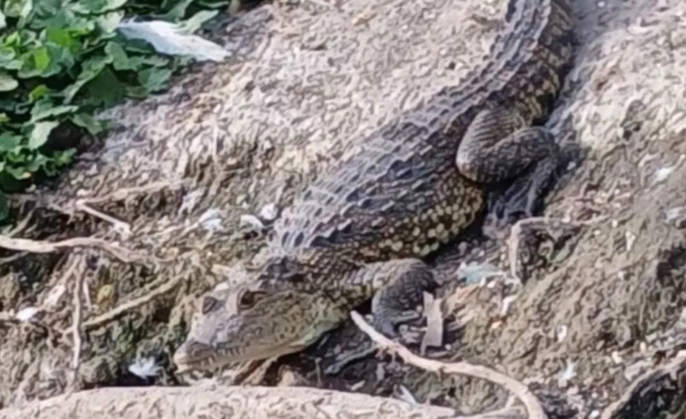 Atrapan a “Fugaz”, el cocodrilo de la laguna de San Baltazar
