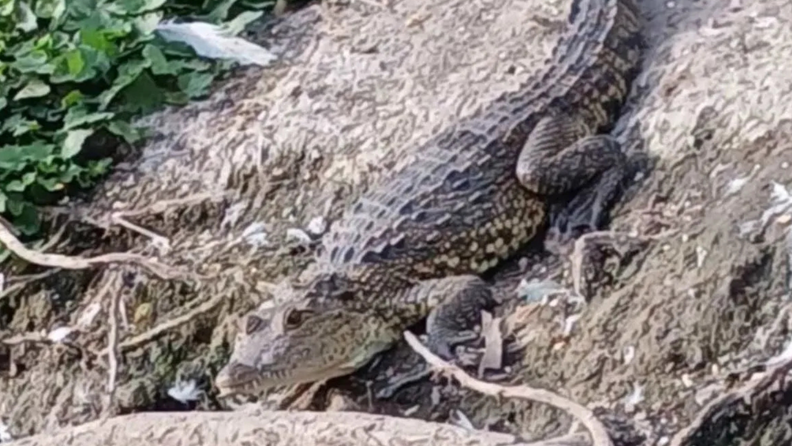 Profepa y Puebla Verde aseguran a salvo al cocodrilo de la Laguna de San Baltazar