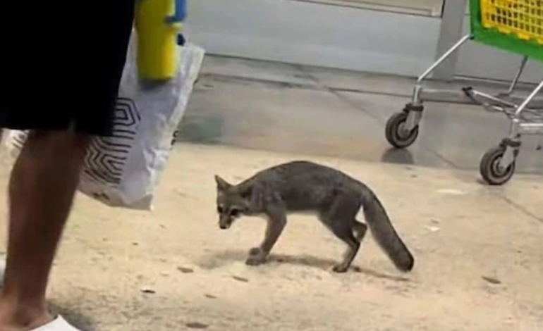 Sacrifican a zorra gris con rabia vista en centro comercial de Cancún