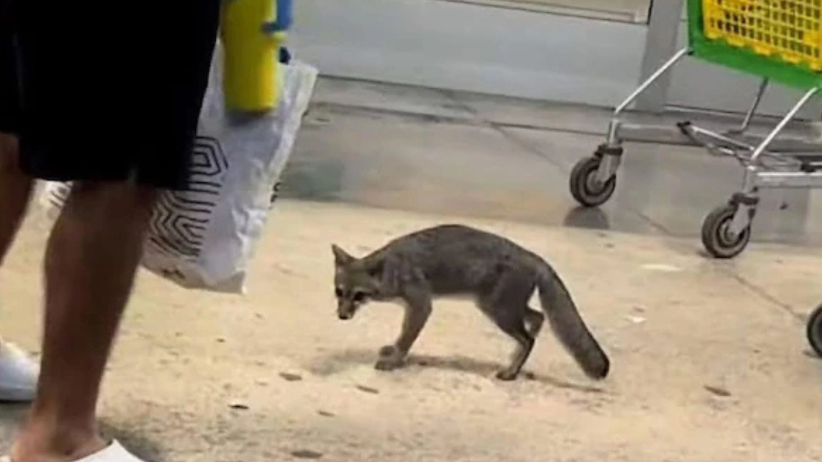 Sacrifican a zorra gris con rabia vista en centro comercial de Cancún