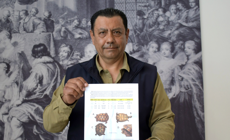 Investigadores de la BUAP registran por primera vez la tortuga de caja Terrapena mexicana en Puebla