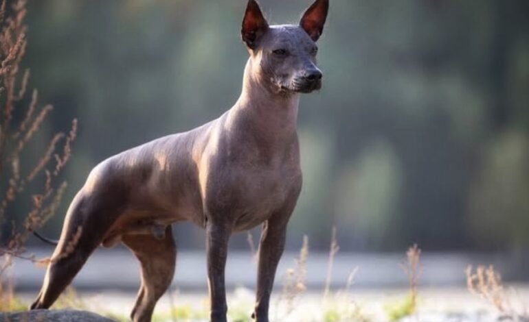 México rinde homenaje a su guía espiritual: Celebra el primer Día Nacional del Xoloitzcuintle