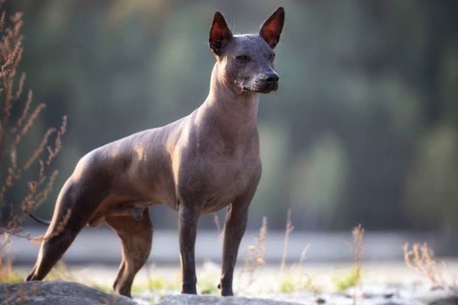 México rinde homenaje a su guía espiritual: Celebra el primer Día Nacional del Xoloitzcuintle